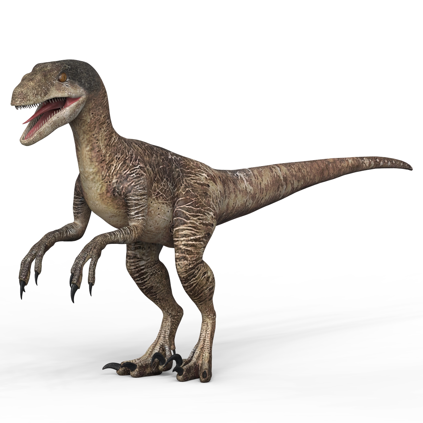 Velociraptor Dinosaur by cgsea | 3DOcean